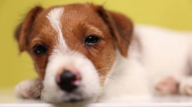 Sarı arka planda uyumamak için çırpınan Jack Russell Terrier köpeğine yaklaş.