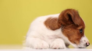 Güzel Jack Russell Terrier köpeği uzanmış, yana bakıyor, ağzını yalıyor, burnunu çekiyor, sarı arka planda başını dinlendiriyor.
