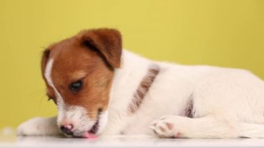 Sevimli Jack Russell Terrier köpeğinin yan görüntüsü yere uzanmış, yeri, burnu ve bacakları sarı arka planda yalanıyor