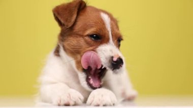 Tatlı Jack Russell Terrier köpeği uzanmış, ağzını yalıyor ve esniyor, başını yerde dinlendiriyor.