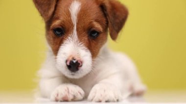 Küçük bir Jack Russell Terrier köpeğine yaklaş kameraya bak ve sarı arka planda başını yere yasla.