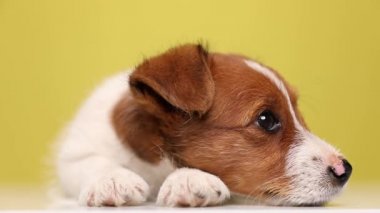 Sevimli bir Jack Russell Terrier köpeğine yaklaş. Yerde dinleniyor ve sarı arka plana bakıyor.