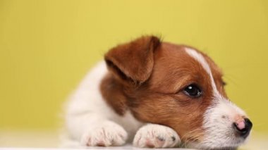 Güzel bir Jack Russell Terrier köpeğine yaklaş. Başını patisinin üzerine koyup etrafa bakıyor, sonra birden başını kaldırıyor ve sarı arka plana yaslanıyor.