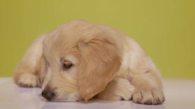 Tatlı Golden Retriever köpek yavrusu burnunu yere dayayıp etrafa bakıyor, sarı arka planı araştırıyor.