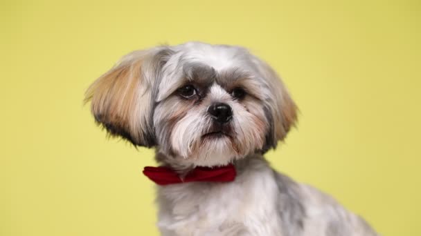 Happy Shih Tzu Dog Sitting Wearing Red Bowtie Licking His — Stock video