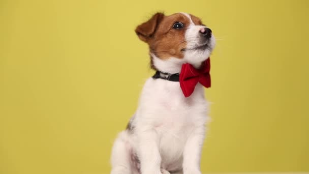 Rozkošný Jack Russell Teriér Pes Zvědavý Vzhlíží Nosí Červenou Motýlku — Stock video