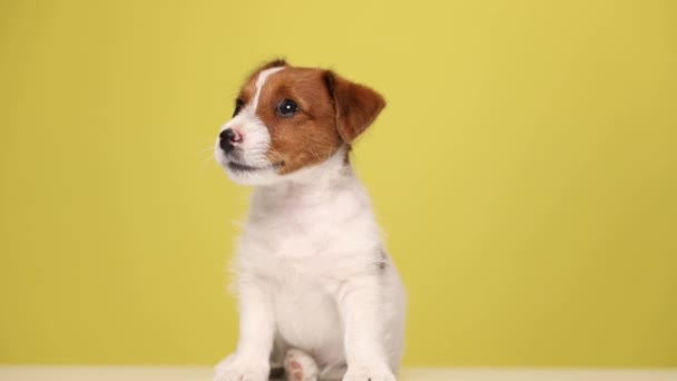 Smukke Jack Russell Terrier Hund Sidder Ser Overhead Være Nysgerrig – Stock-video