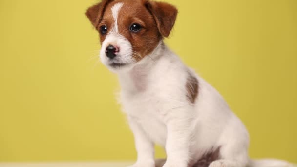 Pequeño Hermoso Jack Russel Terrier Perro Mirando Hacia Otro Lado — Vídeos de Stock