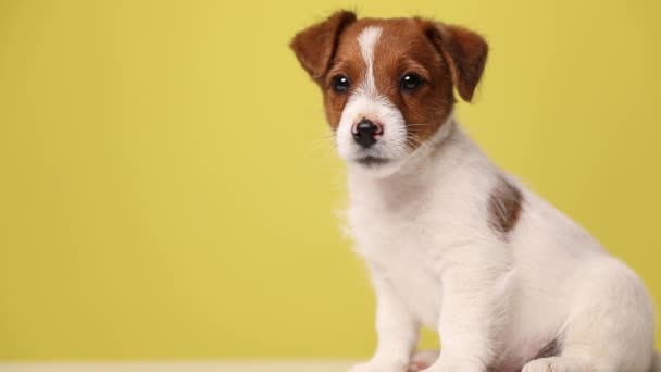 Roztomilý Jack Russel Teriér Pes Sedí Jeho Tělem Jedním Směrem — Stock video