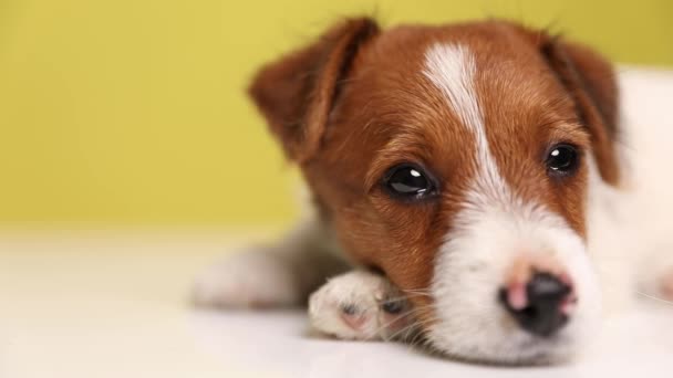 Close Sweet Jack Russell Terrier Dog Lying Resting His Head — Stock Video