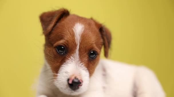 Gros Plan Sur Adorable Chien Terrier Jack Russell Reposant Sur — Video