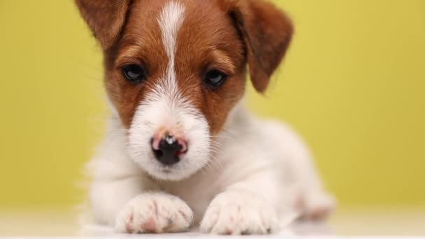 Close Little Jack Russell Terrier Dog Lying Looking Camera Recrest — Stok Video