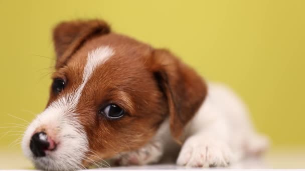Gros Plan Sur Doux Petit Chien Jack Russell Terrier Couché — Video