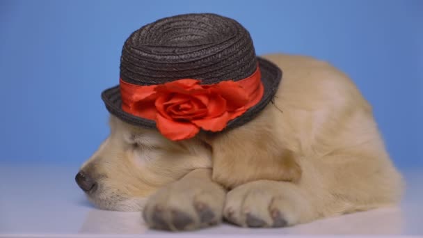 Pequeno Bonito Golden Retriever Cão Vestindo Chapéu Preto Deitado Com — Vídeo de Stock