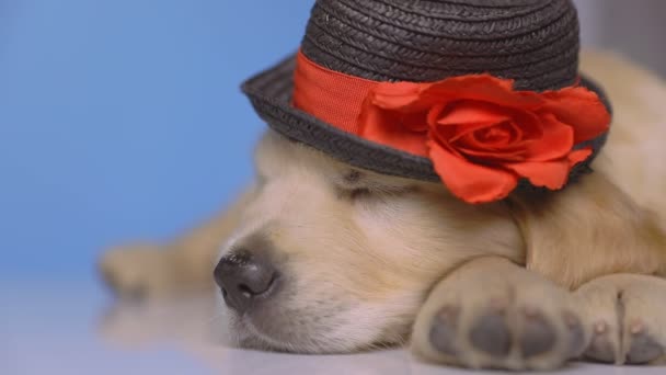 Närbild Liten Bedårande Golden Retriever Hund Sover Golvet Bär Svart — Stockvideo