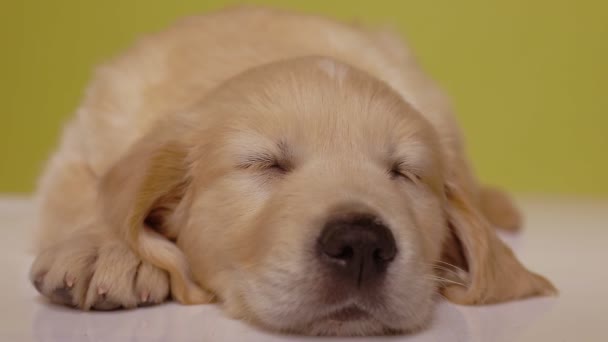 Stanco Cucciolo Golden Retriever Sdraiato Addormentato Sognando Sfondo Giallo — Video Stock