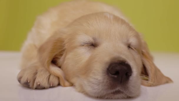 Schattige Golden Retriever Hond Liggen Slapen Vernauwende Oogleden Schuddend Hoofd — Stockvideo
