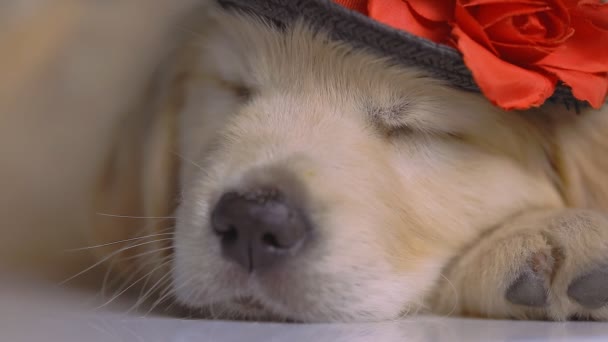 Крупним Планом Золотошукач Собака Спить Обличчя Лежачи Одягнений Чорний Капелюх — стокове відео
