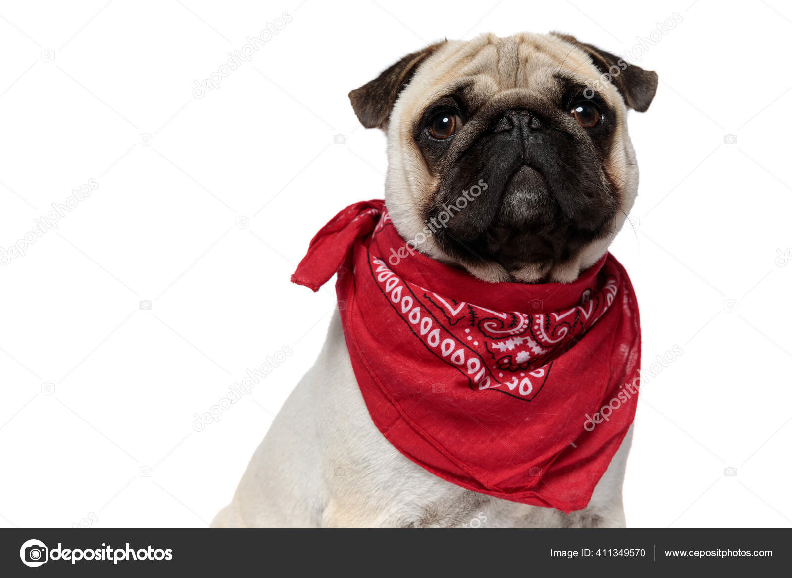 Pug 2024 dog scarf