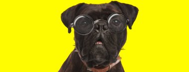 sevimli meraklı boksör köpek gözlük takıyor ve sarı arka plana bakıyor.