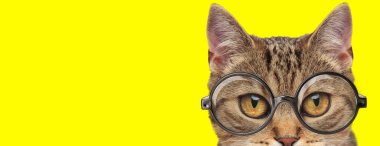 Sarı arka planda gözlük takan iri gözlü, sevimli bir kedi yavrusu.