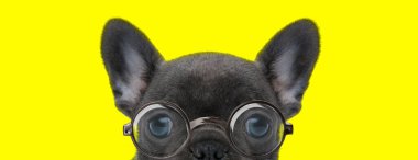 Büyük gözlü, gözlüklü ve sarı arka planda saklanan sevimli Fransız bulldog köpeği.