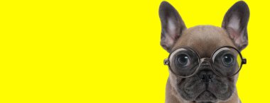 Sarı arka planda gözlük takan iri gözlü tatlı Fransız bulldog.