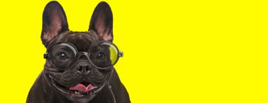 Mutlu buldog köpeği gözlük takıyor ve nefes nefese, sarı arka planda dilini çıkarıyor.