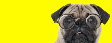 Gözlük takan ve sarı arka planda dilini dışarı çıkaran kafası karışık bir köpek.