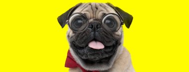 Mutlu pug dog gözlük ve papyon takıyor, soluk soluğa ve sarı arka planda dilini çıkarıyor.