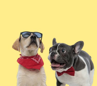 Sevimli Labrador Retriever köpeği sarı arka planda mutlu soluyan bir buldog 'un yanında poz veriyor.
