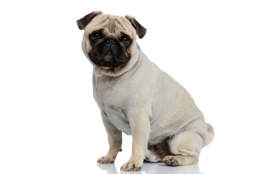 Pug köpeğinin gülümseyen ve beyaz stüdyo arka planında otururken ileriye bakan pozitifliği
