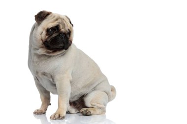 İlgilenen Pug köpeğinin beyaz stüdyo arka planında otururken omzunun üstünden nasıl baktığı.