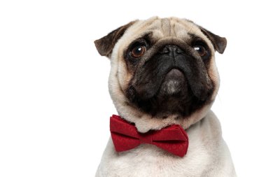Beyaz stüdyo arka planında otururken papyon takan sevimli Pug yavrusu.