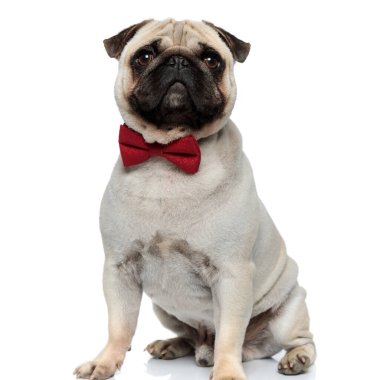 Güzel Pug puppy beyaz stüdyo arka planında otururken papyon takıyor.