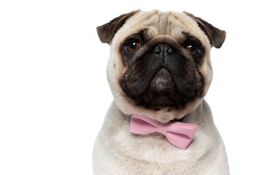 Beyaz stüdyo arka planında otururken pembe papyon takan sevimli Pug yavrusu.