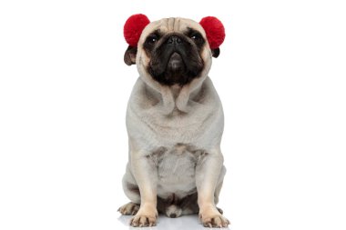 Mutlu köpek yavrusu kırmızı kulaklık takıyor ve beyaz stüdyo arka planında otururken gülümsüyor.