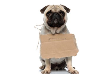 Evlatlık tabelası takan başıboş bir köpek yavrusu ve beyaz stüdyo arka planında otururken yavru köpek gözleriyle ileriye bakıyor.