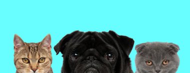 metis cat, sad pug dog, Scottish Fold cat büyük gözlerle kameraya bakıyorlar, mavi arka planda yan yana duruyorlar