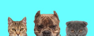 Şirin metis kedi, Amerikan zorba köpeği ve İskoç kedisi yan yana duruyorlar. Yüzlerinin yarısı mavi arka planda görünüyor.