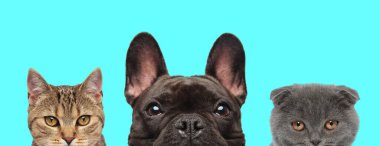 Mutlu Fransız Bulldog 'u, metis kedisi ve İskoç kedisi yan yana durup mavi arka plandaki kameraya bakıyorlar.