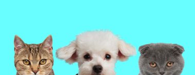 metis cat, Bichon dog, Scottish Fold cat kameraya bakarken yüzünün yarısı mavi arka planda gizlenmiş