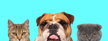 Amerikan Bulldog 'u bir metis kedisi ile İskoç kedisinin arasına dilini sokuyor.
