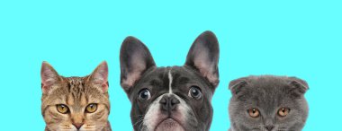 metis cat, French Bulldog dog and Scottish Fold cat mavi arka planda yan yana duruyorlar