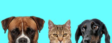 Metis bir boksör köpeği ile mavi arka plana bakan bir Teckel köpeği arasında duruyor.