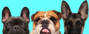 Mutlu Fransız Bulldog 'u, parlak gözleriyle kameraya bakıyor, Amerikan Bulldog' u dilini dışarı çıkarıyor ve Alman çoban köpeği mavi arka planda duruyor.