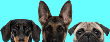 Alman çoban köpeği ayakta duruyor, Teckel köpek kameraya bakıyor ve paspas köpeği yüzünü mavi arka planda saklıyor.