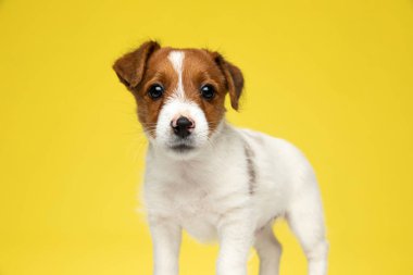 Hevesli Jack Russell Terrier sarı stüdyo arka planında dikilirken ileriye bakıyor