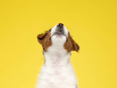 Meraklı Jack Russell Terrier yavrusu sarı stüdyo arka planında otururken yukarı bakıyor