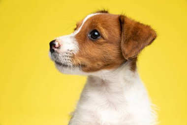 Meraklı Jack Russell Terrier 'ın sarı stüdyo geçmişine bakarken